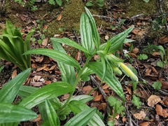 Lithospermum notatum