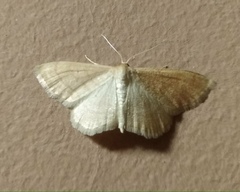 Idaea rufaria