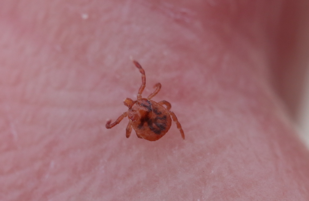Lone star tick (Amblyomma americanum)