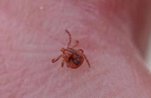 Lone Star Tick photographed in Delaware