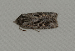 Ectopatria aspera
