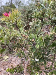 Bejaria