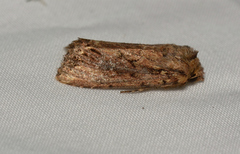 Dasygaster ligniplena