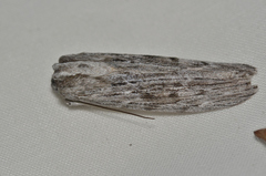 Capusa senilis
