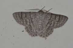 Crypsiphona tasmanica