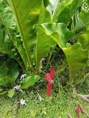 Anthurium cubense