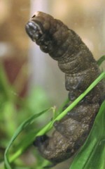 Lintneria eremitus