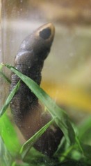 Lintneria eremitus
