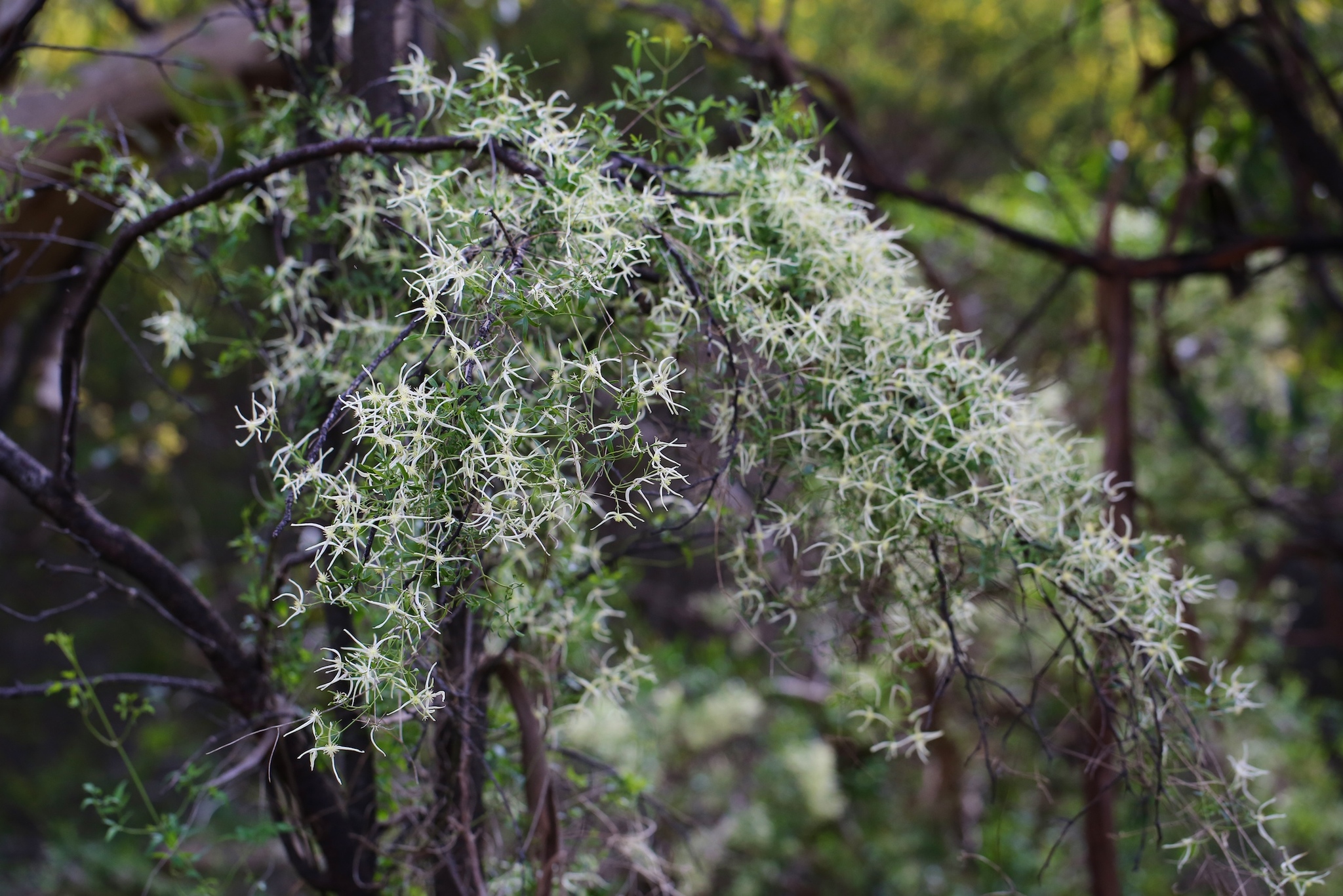 Clematis microphylla