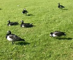 Branta leucopsis