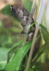 Lintneria eremitus