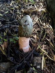 Phallus indusiatus