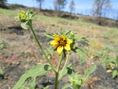Helianthus exilis