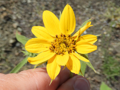 Helianthus exilis