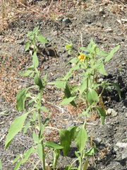 Helianthus exilis