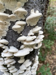 Irpiciporus