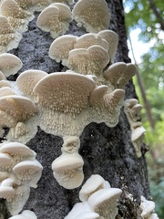 Irpiciporus