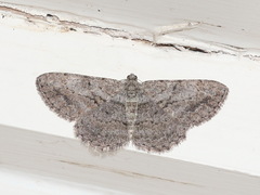 Psilalcis isombra