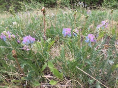 Oxytropis borealis
