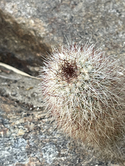 Mammillaria phitauiana