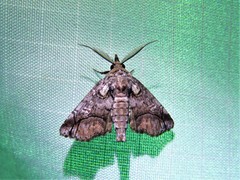 Paectes abrostolella