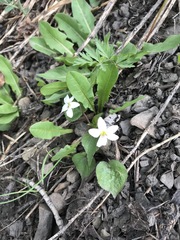 Viola canadensis scopulorum
