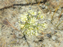 Toxicoscordion micranthum