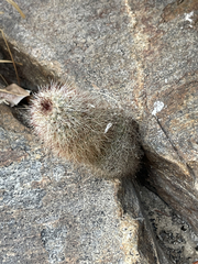 Mammillaria phitauiana