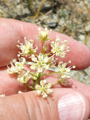 Toxicoscordion micranthum