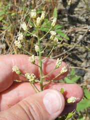 Toxicoscordion micranthum