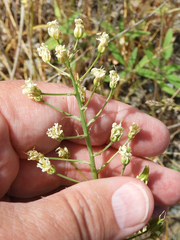 Toxicoscordion micranthum