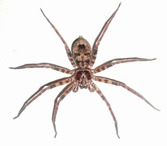 Heteropoda longipes