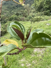 Meriania nobilis