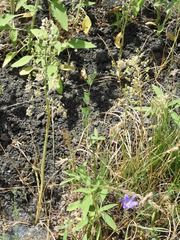 Toxicoscordion micranthum