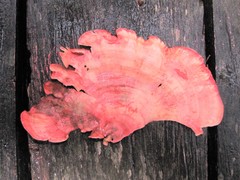 Sonderophycus coriaceus