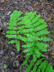 Osmunda claytoniana