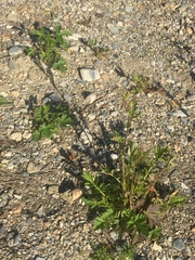 Geum macrophyllum perincisum