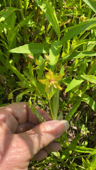 Lysimachia lanceolata