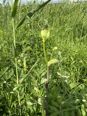 Angelica cincta