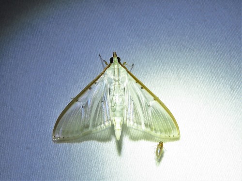 Four-spotted Palpita Moth photo 6