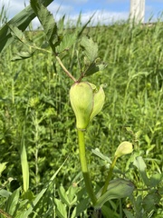 Angelica cincta