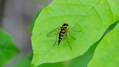 Chrysopilus ornatus