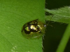 Deloyala guttata
