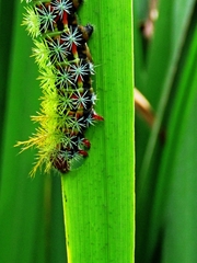 Pseudautomeris grammivora