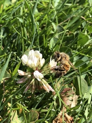 Apis mellifera