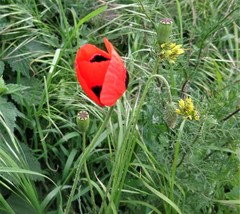 Papaver dubium stevenianum