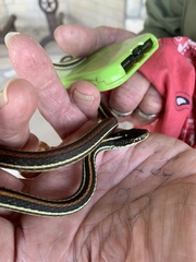 Thamnophis proximus