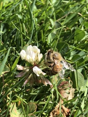 Apis mellifera