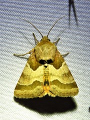 Schinia jaguarina