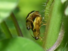 Deloyala guttata